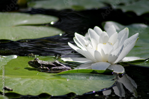Frog sitting on the water lilies leaf near blossom lotus