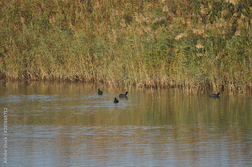 The beautiful bird Eurasian coot (fulica atra) in the natural environment The beautiful bird Eurasian coot (fulica atra) in the natural environment