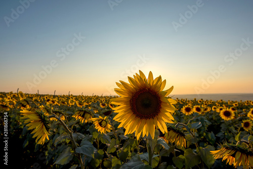 sunflower fiels in Istanbul at sunset