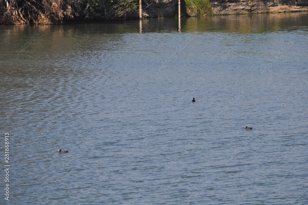 The beautiful bird Eurasian coot (fulica atra) in the natural environment