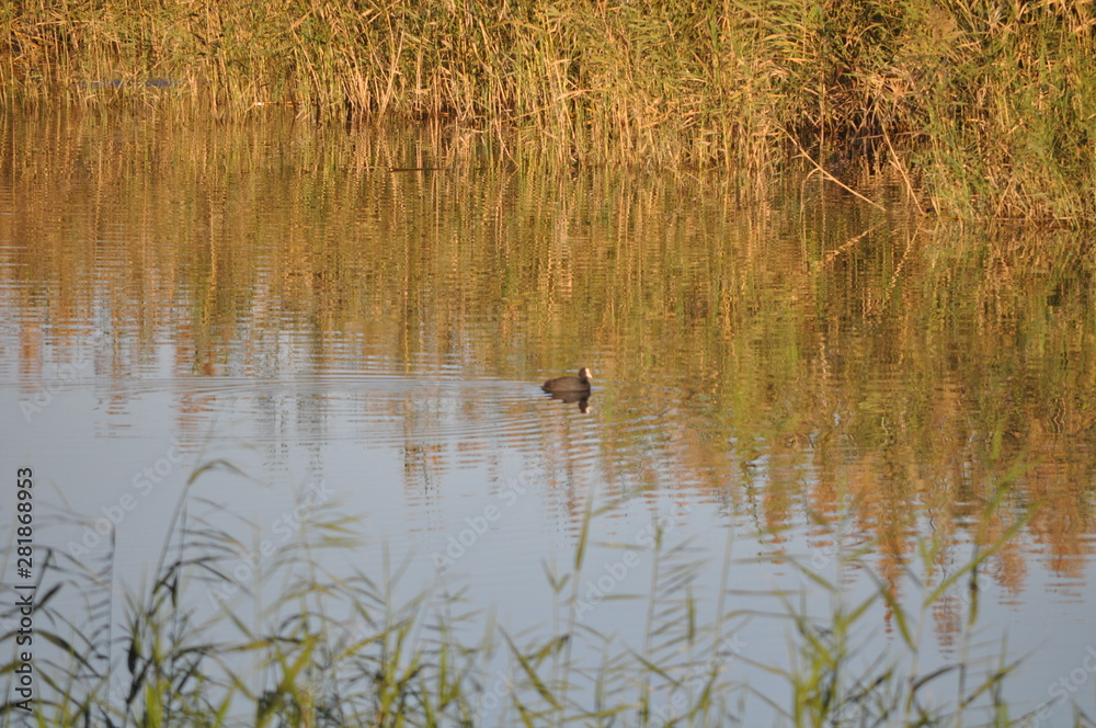 The beautiful bird Eurasian coot (fulica atra) in the natural environment The beautiful bird Eurasian coot (fulica atra) in the natural environment
