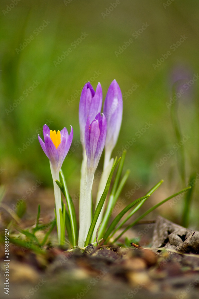 Beautiful violet purple crocus on a green grass background Beautiful violet purple crocus on a green grass background