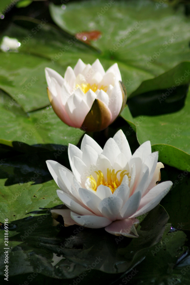 Beautiful white blossom water lilies around green leaves Beautiful white blossom water lilies around green leaves