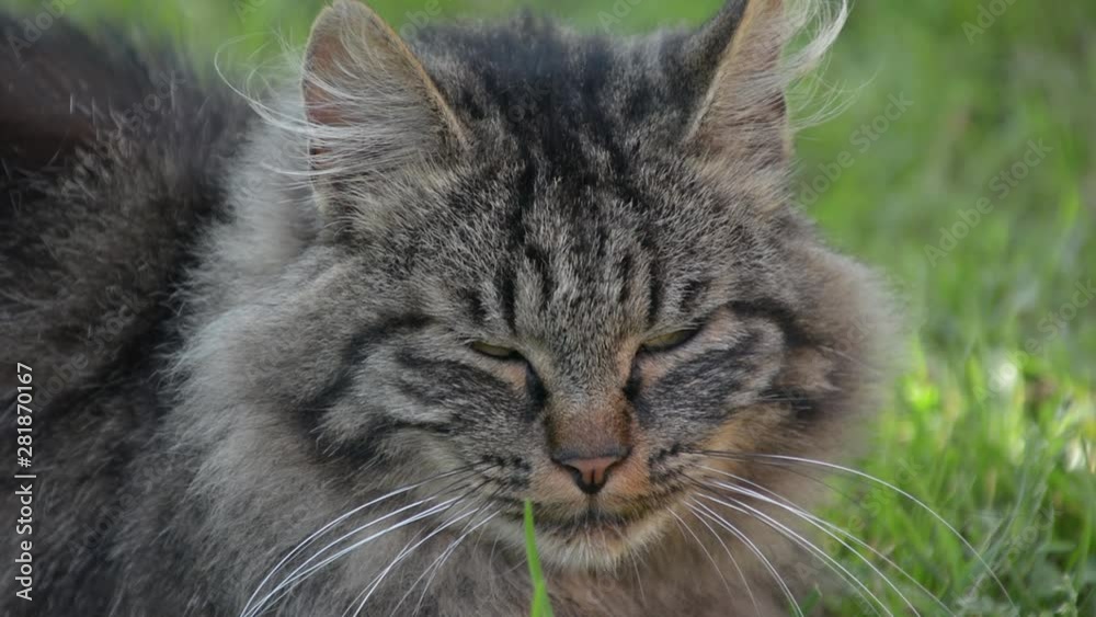 Close up of lazy cat that licks itself Close up of lazy cat that licks itself