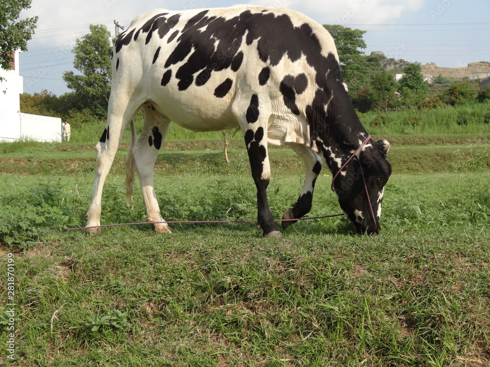 holstein friesian cattle eating the green grass holstein friesian cattle eating the green grass