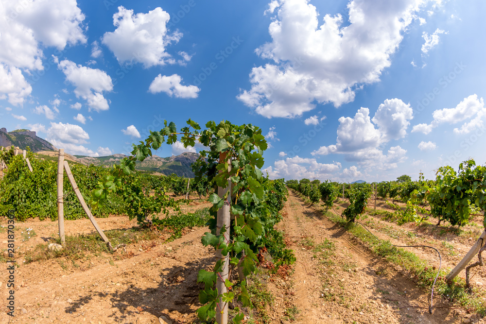 Vineyard Vineyard