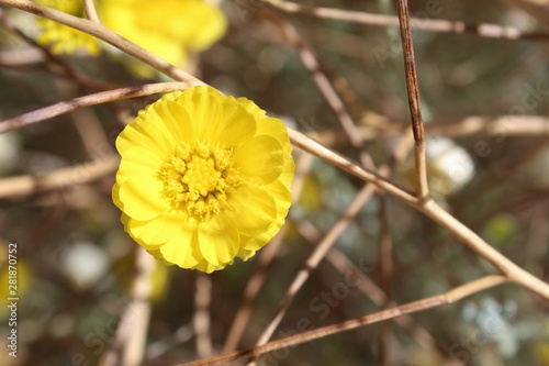 This wildflower, commonly known as Wooly Desert Marigold and botanically as Baileya Pleniradiata, is native to Southern Mojave Desert plant communities. Visualize in Joshua Tree National Park. photo