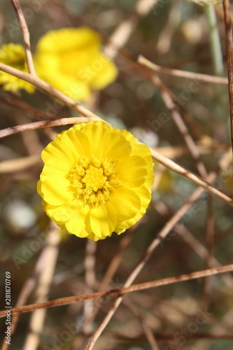 This wildflower, commonly known as Wooly Desert Marigold and botanically as Baileya Pleniradiata, is native to Southern Mojave Desert plant communities. Visualize in Joshua Tree National Park. photo