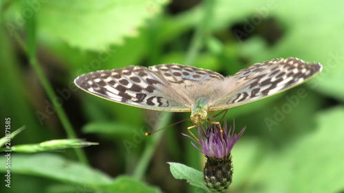 argynnis paphia valesina, farfalla photo