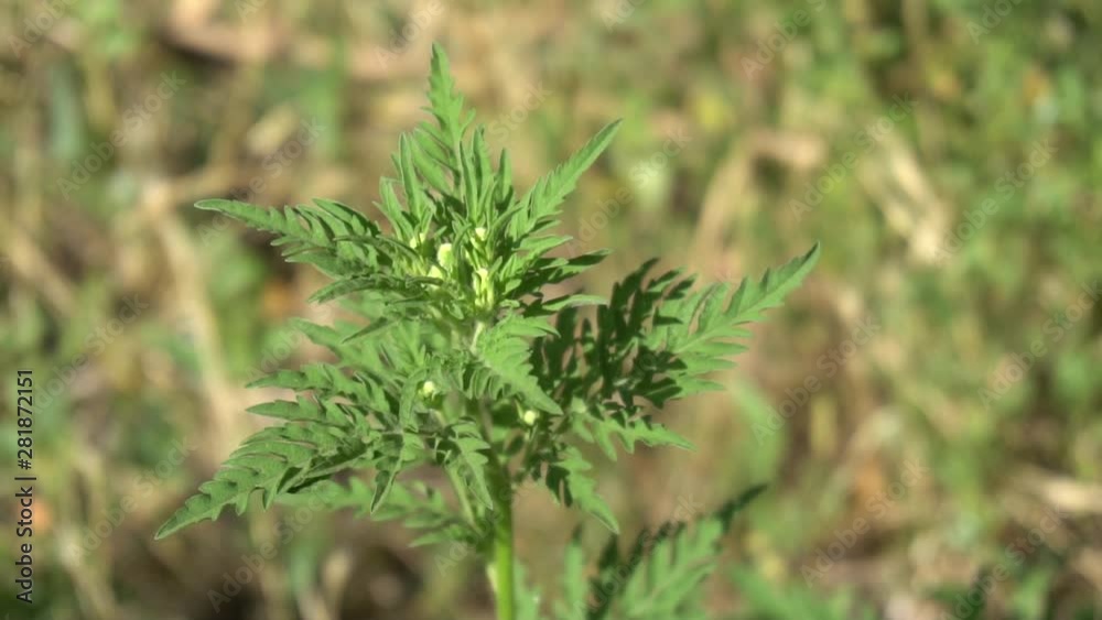 shoots of young ragweed shoots of young ragweed