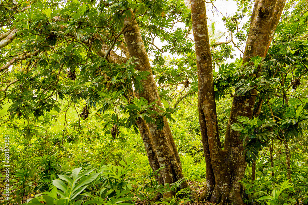 mangrove trees with green leaves and long roots growing in fresh water summer sunny day mangrove trees with green leaves and long roots growing in fresh water summer sunny day