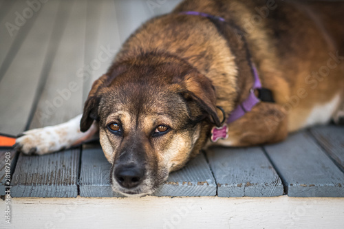 Patient dog on porch