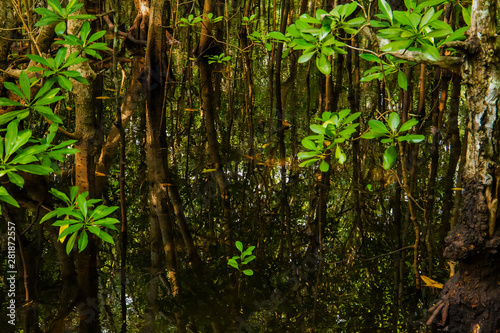 mangrove trees with green leaves and long roots growing in fresh water summer sunny day