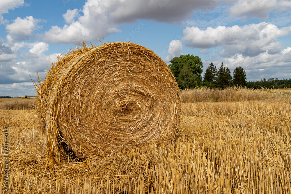 Straw pressed into round sheaves. Straw after mowing in bales in the field. Straw pressed into round sheaves. Straw after mowing in bales in the field.