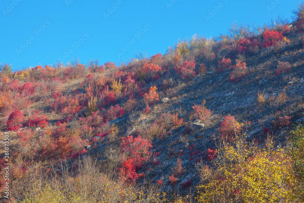 bushes with red leaves on the hill in the autumn