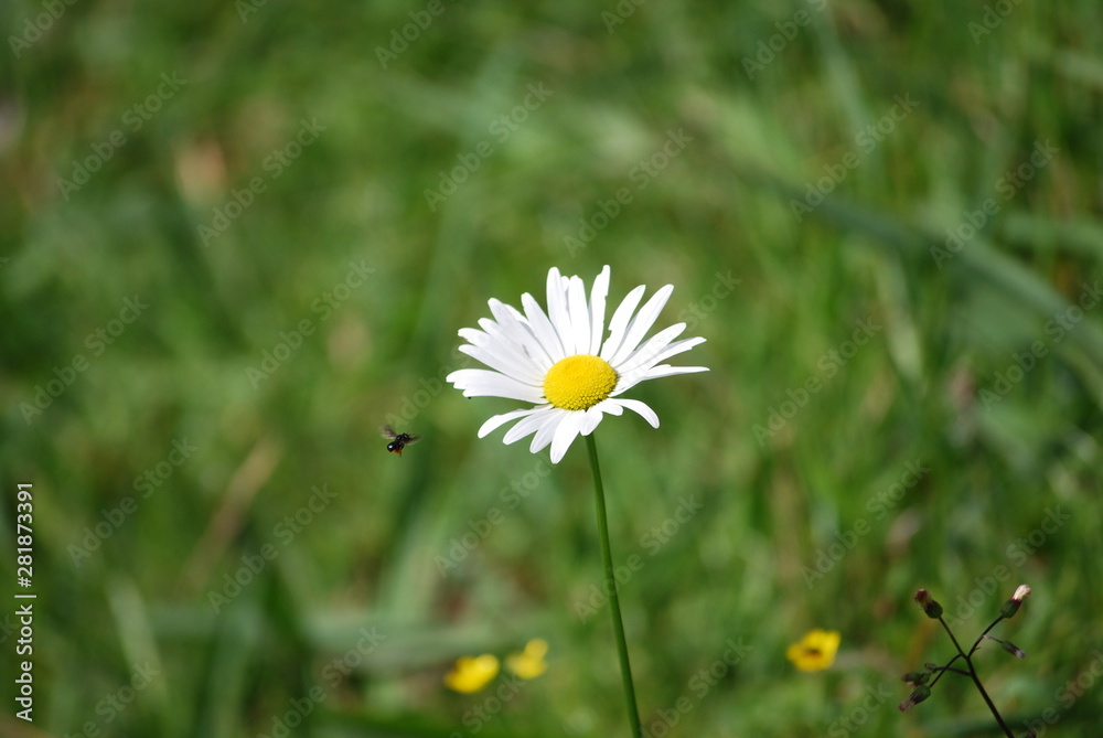 yellow and white flower and bee flying yellow and white flower and bee flying