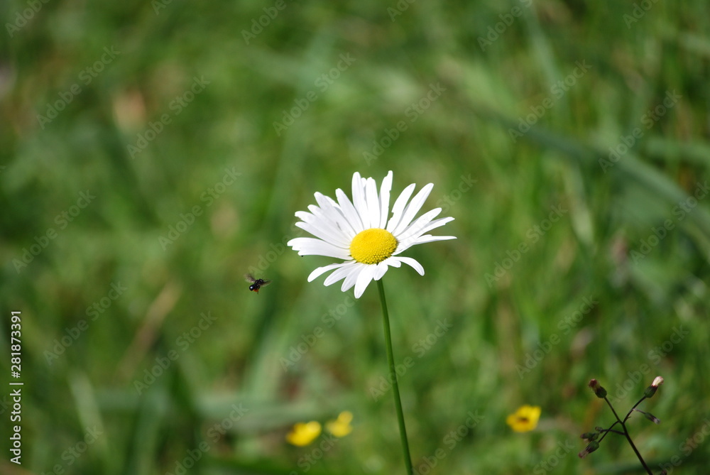 yellow and white flower and bee flying