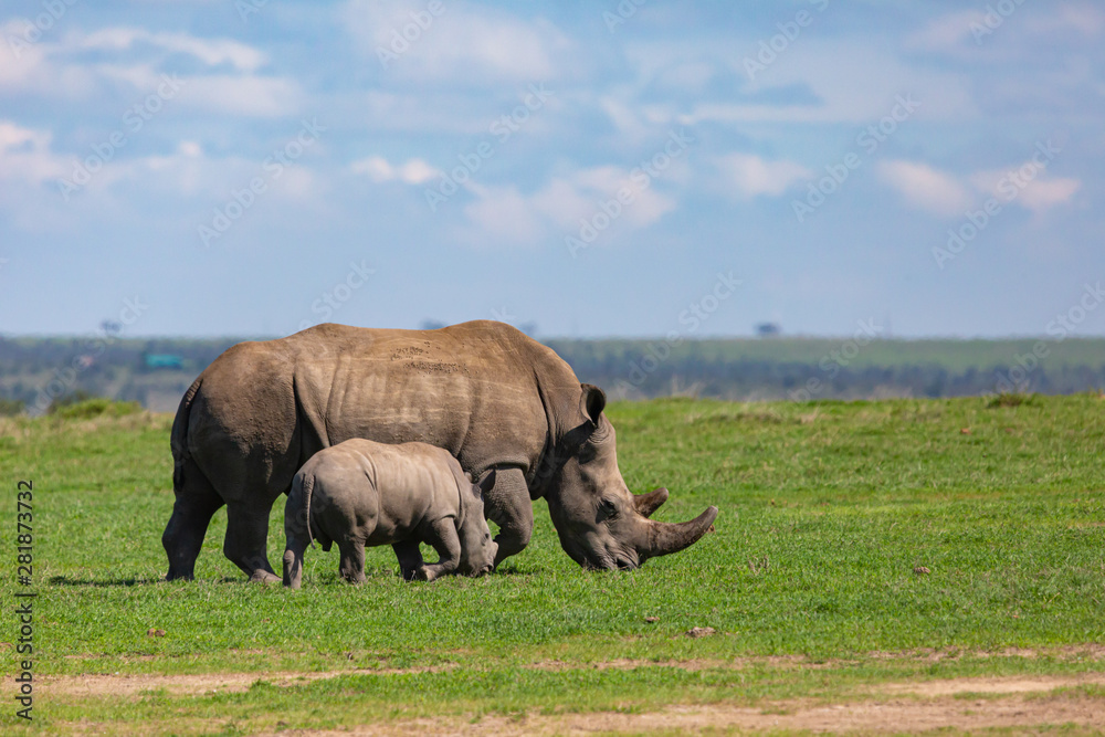 Obraz premium Rhino family profile in landscape