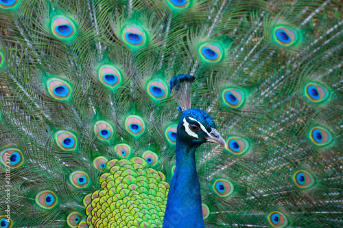 Pavo real photo