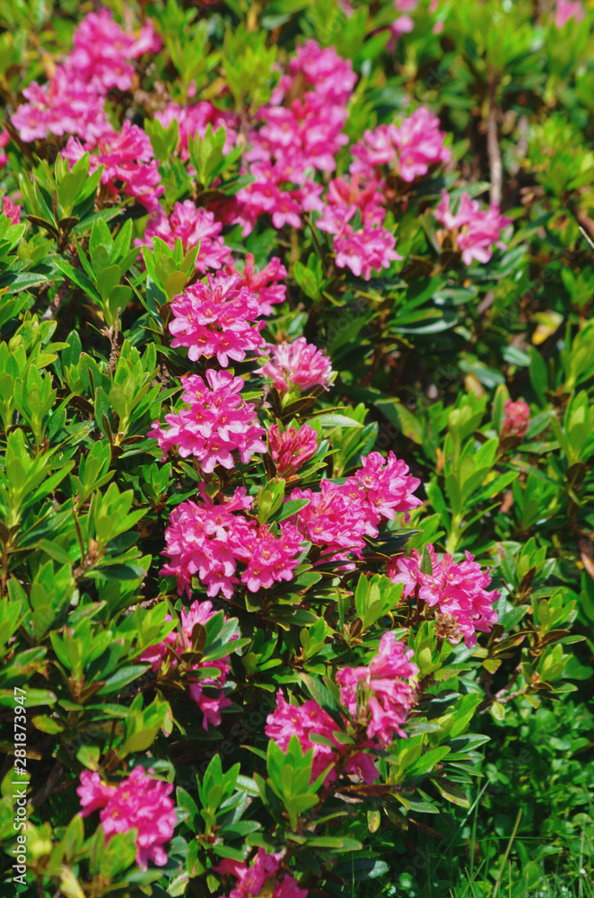 Rhododendron ferrugineum ( alpenrose ) Rhododendron ferrugineum ( alpenrose )