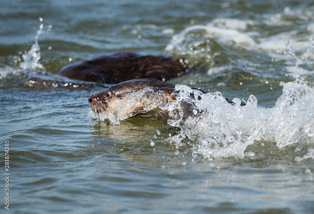 Fototapeta premium River otter in the wild