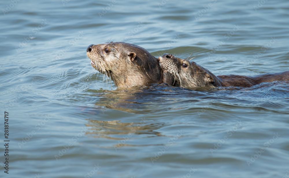 Fototapeta premium River otter in the wild