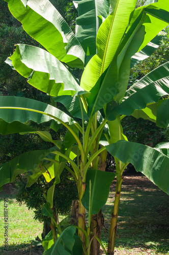 Large, green leaves of a banana palm tree on a sunny day