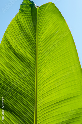 Large, green leaves of a banana palm tree on a sunny day