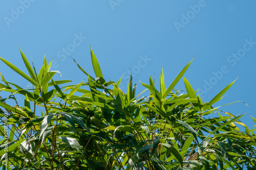 palm tree and long leaves sunny day