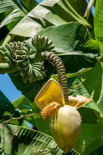 Large, green leaves of a banana palm tree on a sunny day