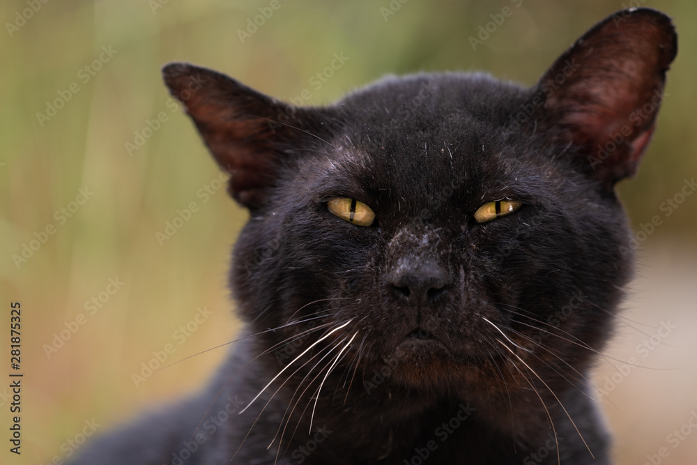 warrior black male stray cat warrior black male stray cat