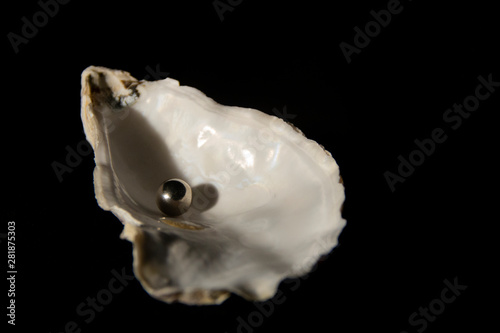 sea shell on black background