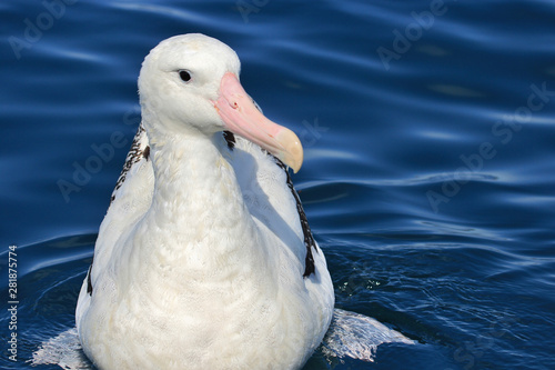 Gibson's Wandering Albatross in New Zealand Waters photo