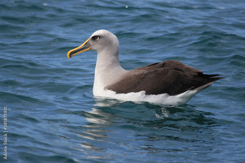 Buller's Mollymawk Albatross in New Zealand Buller's Mollymawk Albatross in New Zealand
