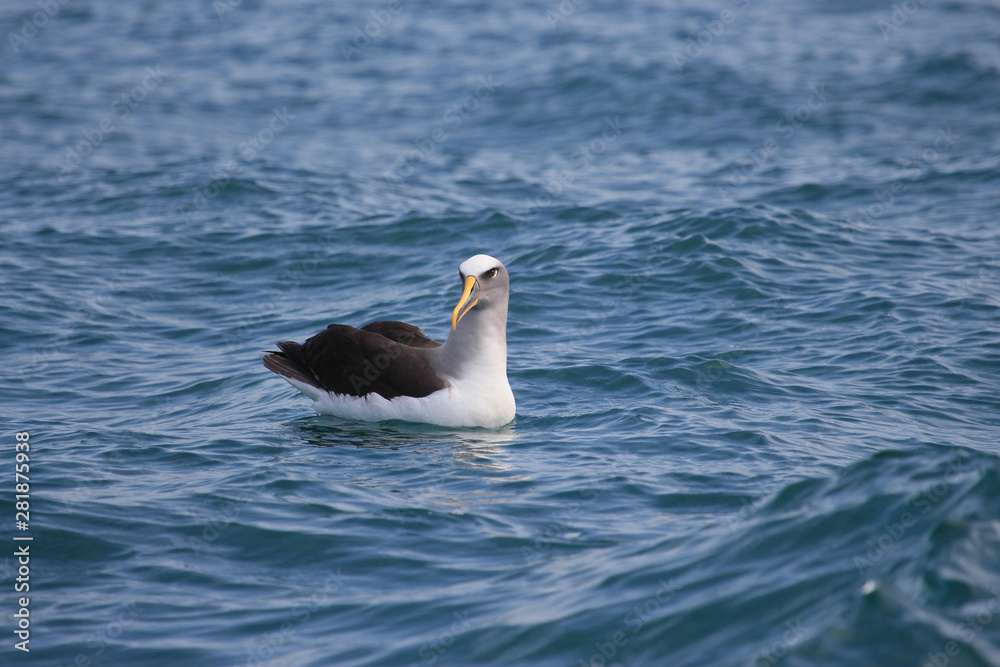 Buller's Mollymawk Albatross in New Zealand Buller's Mollymawk Albatross in New Zealand