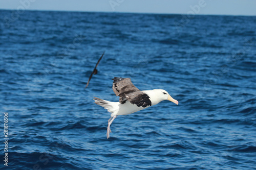 Black Browed Albatross