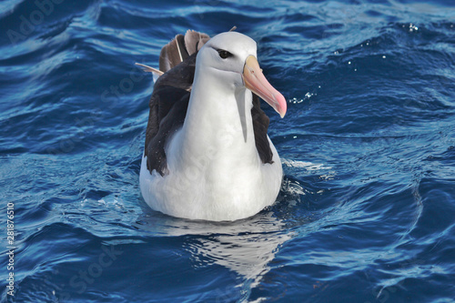 Black Browed Albatross photo