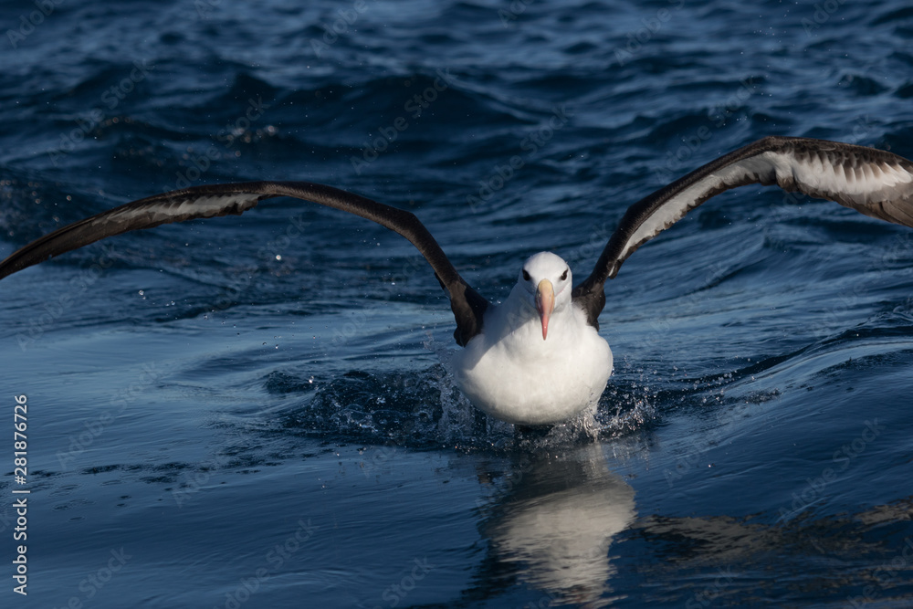 Black Browed Albatross
