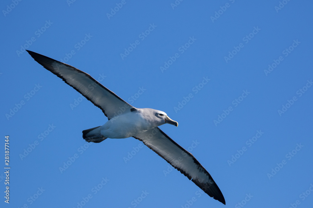 Salvin's Mollymawk Albatross in New Zealand Waters Salvin's Mollymawk Albatross in New Zealand Waters