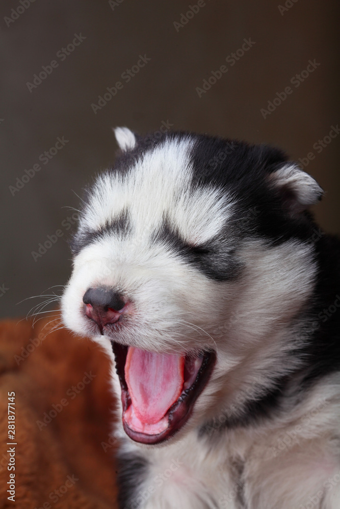 Newborn Siberian husky open mouth wide yawns.Puppy Siberian husky.Siberian husky copper color.Sleep on brown carpet.Funny.