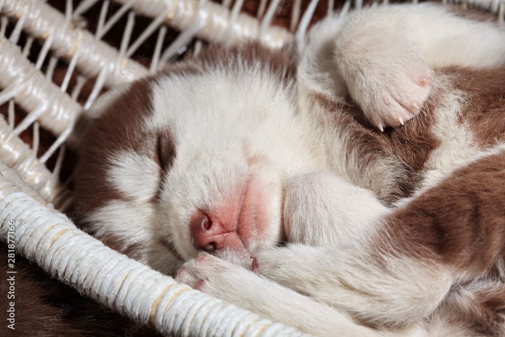 Newborn Siberian husky sleep.Puppy Siberian husky.Siberian husky copper color.Sleep on brown carpet
