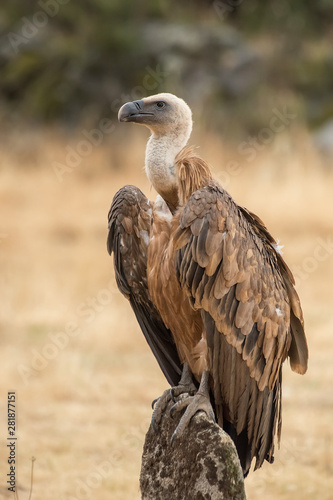 griffon vulture Gyps fulvus raptor