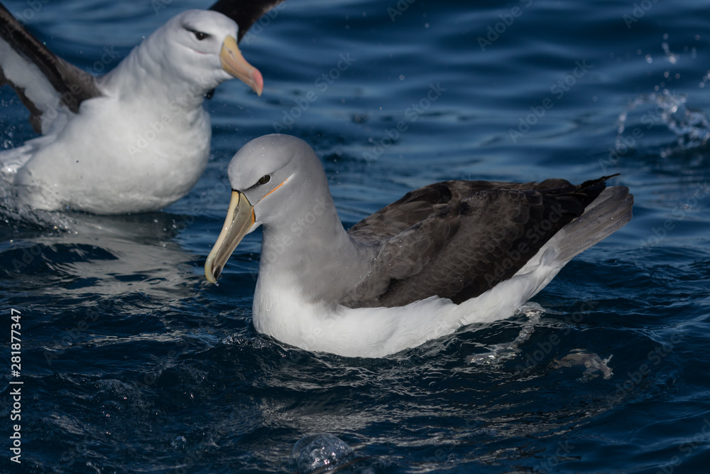 Salvin's Mollymawk Albatross in New Zealand Waters Salvin's Mollymawk Albatross in New Zealand Waters