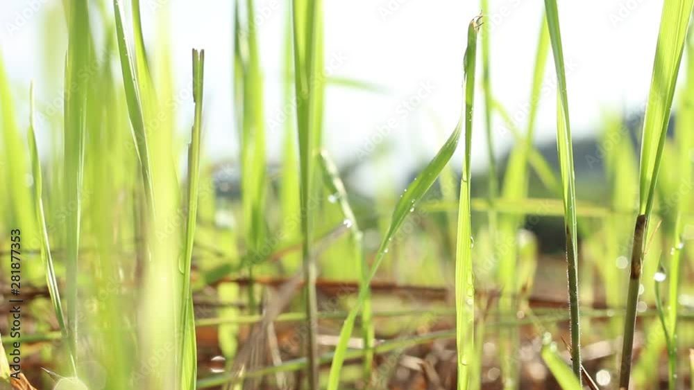 Green grass overlays with a bokeh background or blur effect. A blurry background with the effect of the morning light shining on it, truly beautiful scenery. Green grass overlays with a bokeh background or blur effect. A blurry background with the effect of the morning light shining on it, truly beautiful scenery.