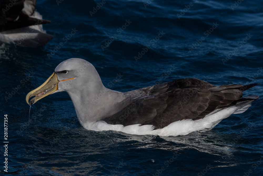 Salvin's Mollymawk Albatross in New Zealand Waters Salvin's Mollymawk Albatross in New Zealand Waters