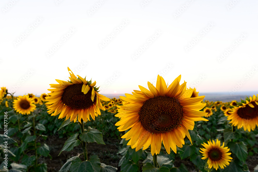 sunflower in field at sunset