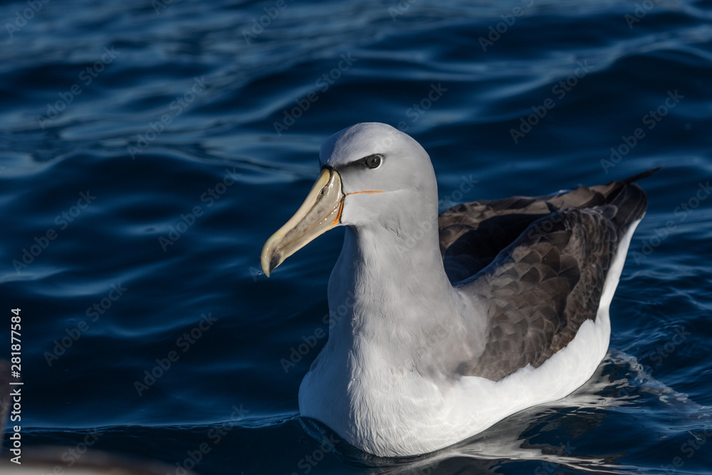 Salvin's Mollymawk Albatross in New Zealand Waters Salvin's Mollymawk Albatross in New Zealand Waters