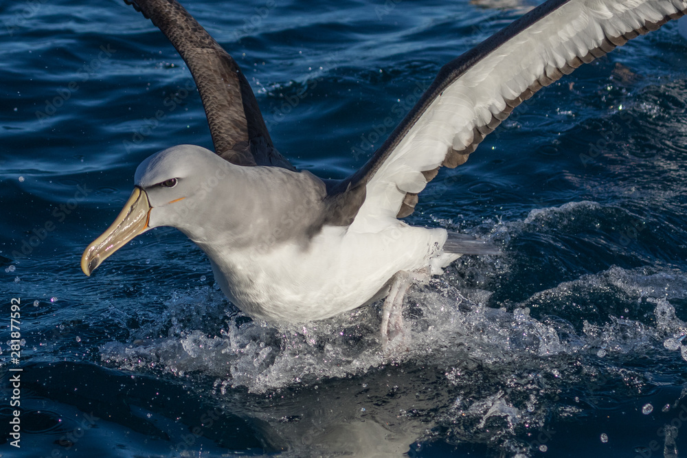 Obraz premium Salvin's Mollymawk Albatross in New Zealand Waters