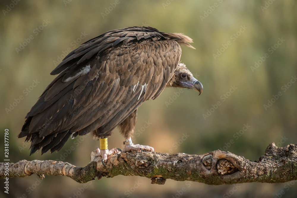 Black vulture Aegypius monachus Black vulture Aegypius monachus