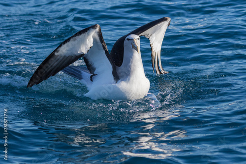 Salvin s Mollymawk Albatross in New Zealand Waters